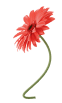 gerbera