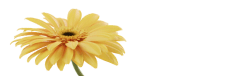 gerbera2